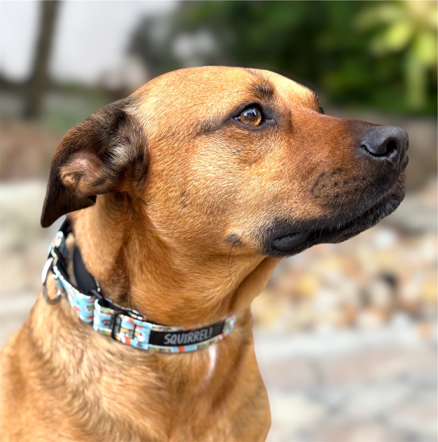 Squirrel Patrol Collar