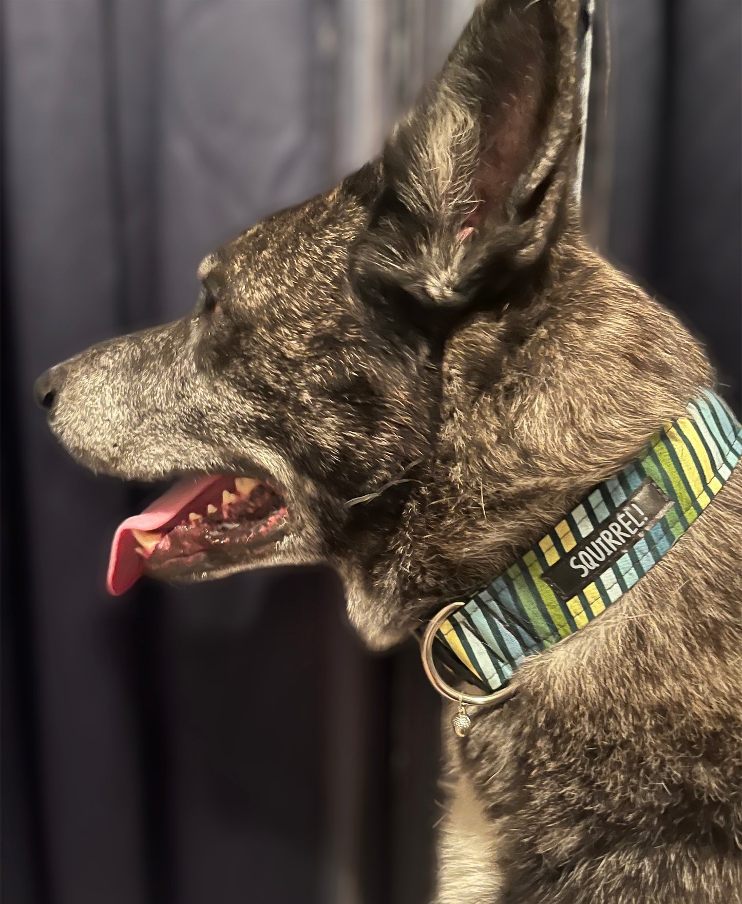 Bowmont Collar