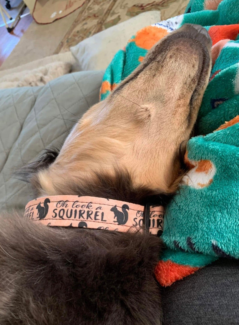 Oh look a Squirrel Collar