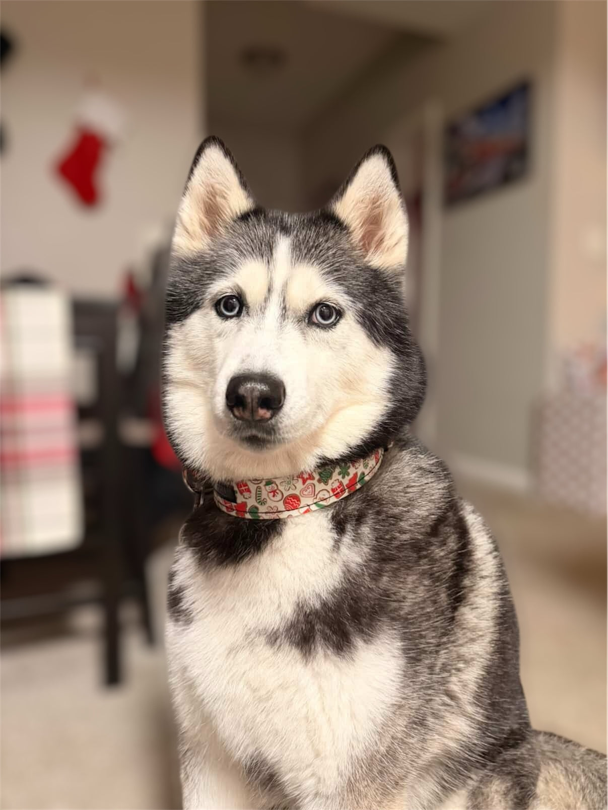 Cookie Crumble Collar
