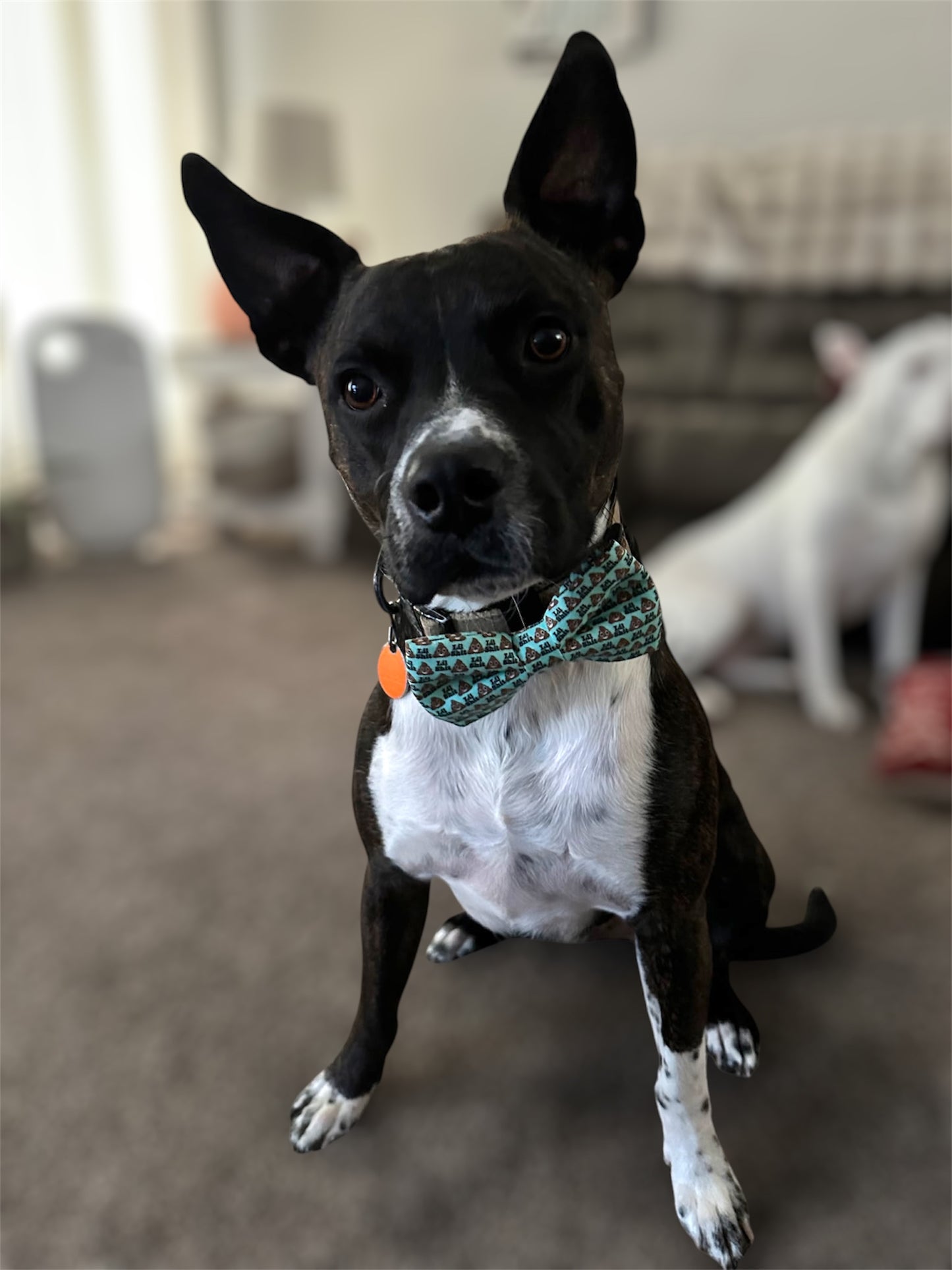 Dukie Bowtie