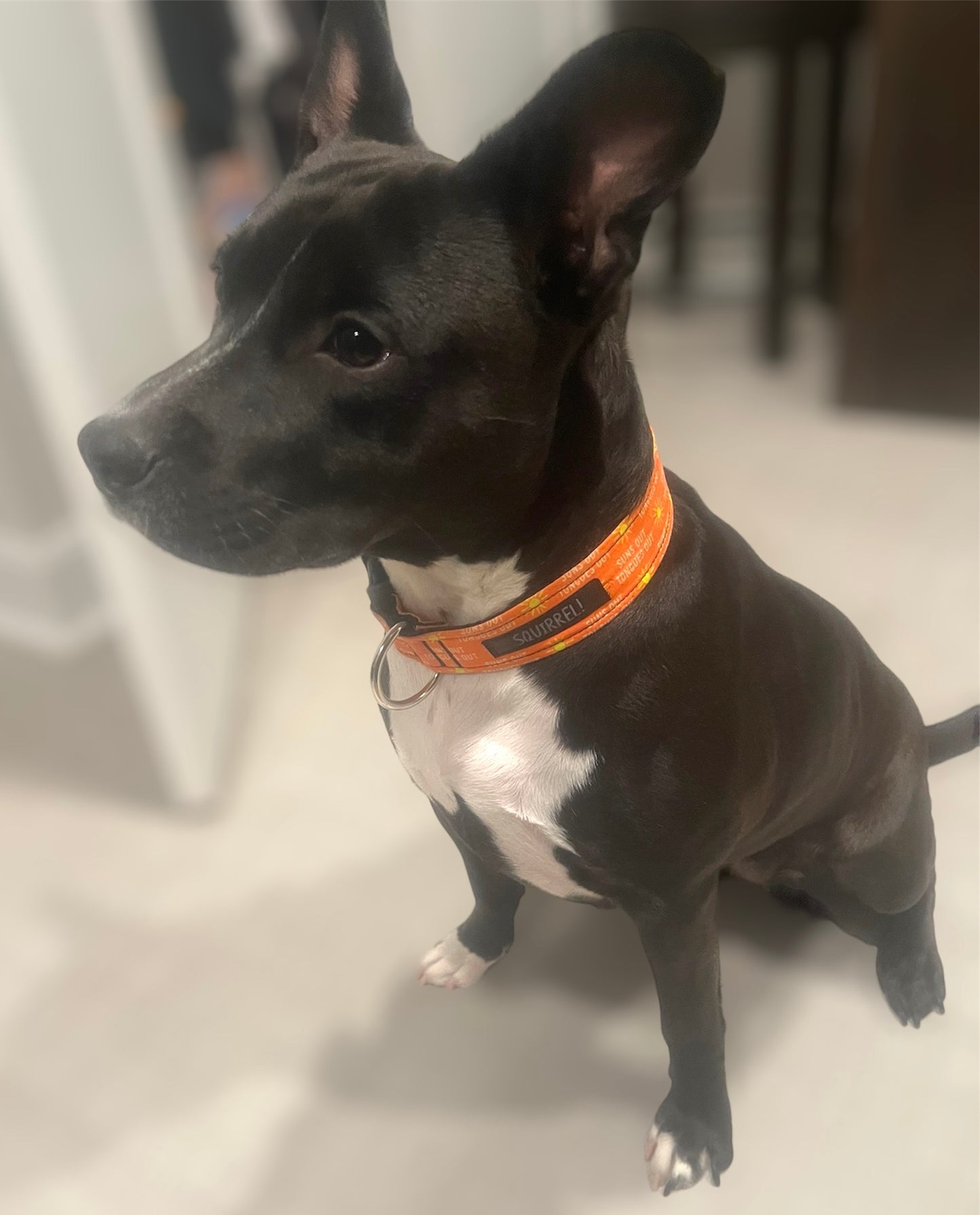 Suns Out Tongues Out Collar