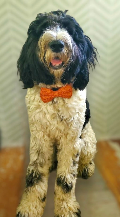Pumpkin Spice Bowtie