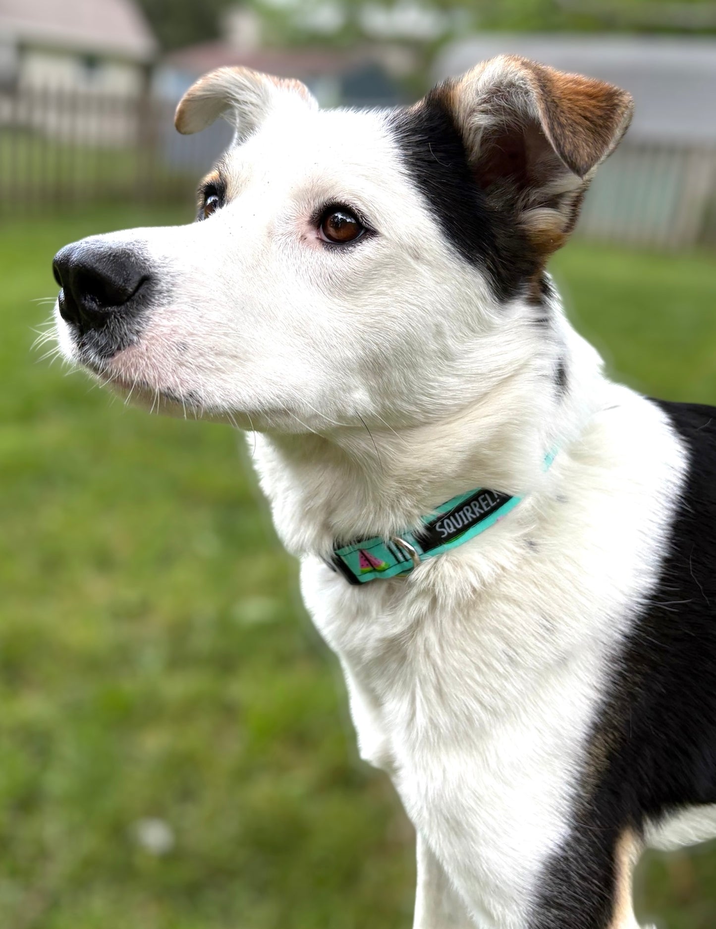 One In A Melon Collar