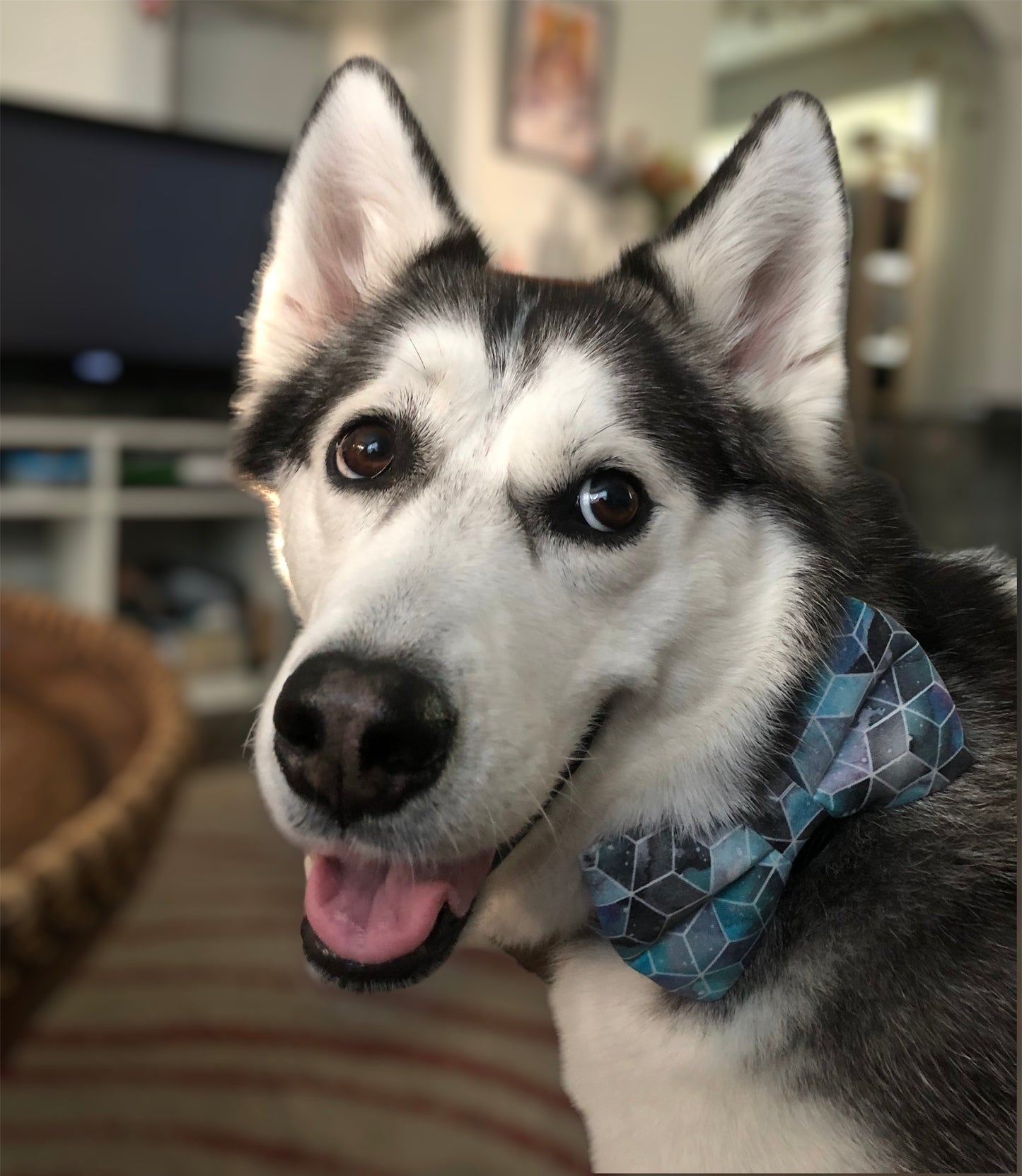 Nova Bowtie