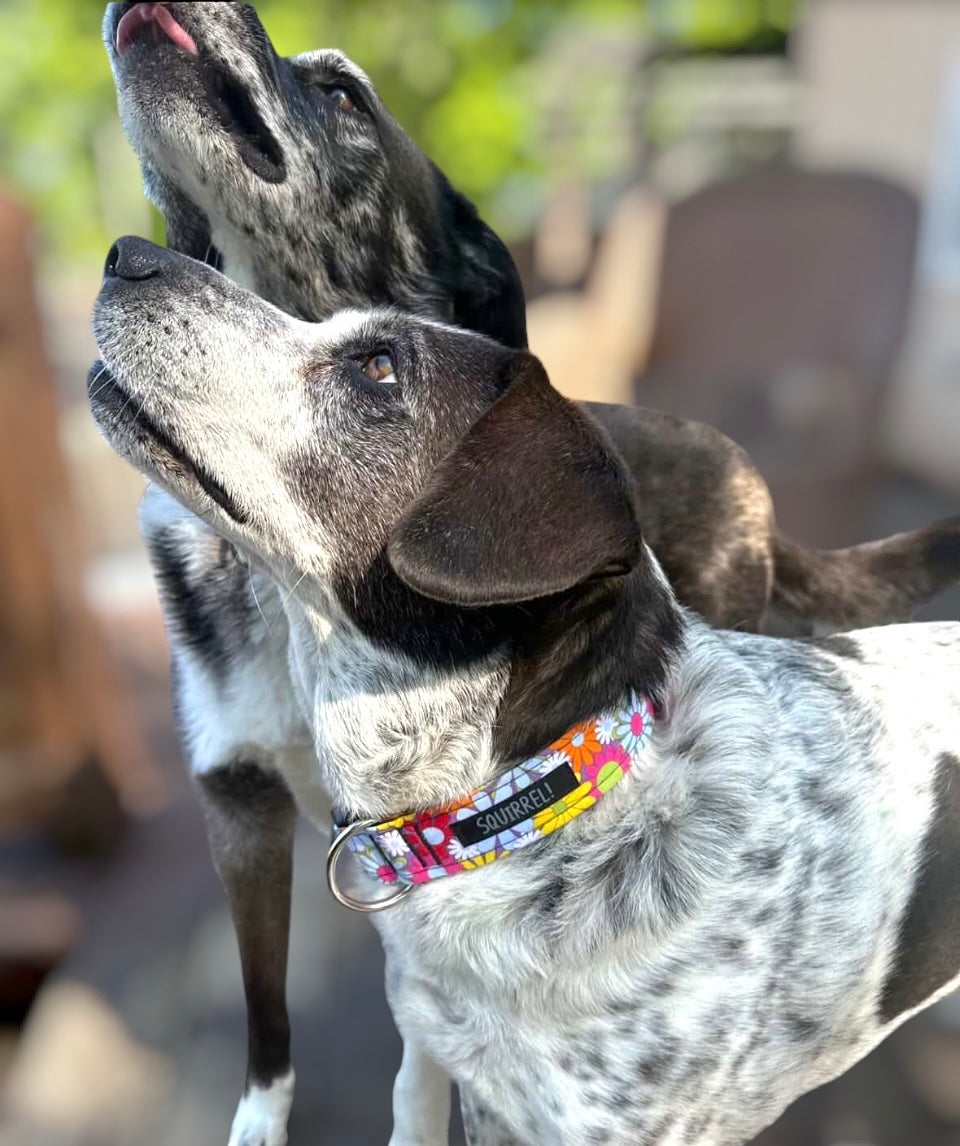 Spring collar (LIMITED)
